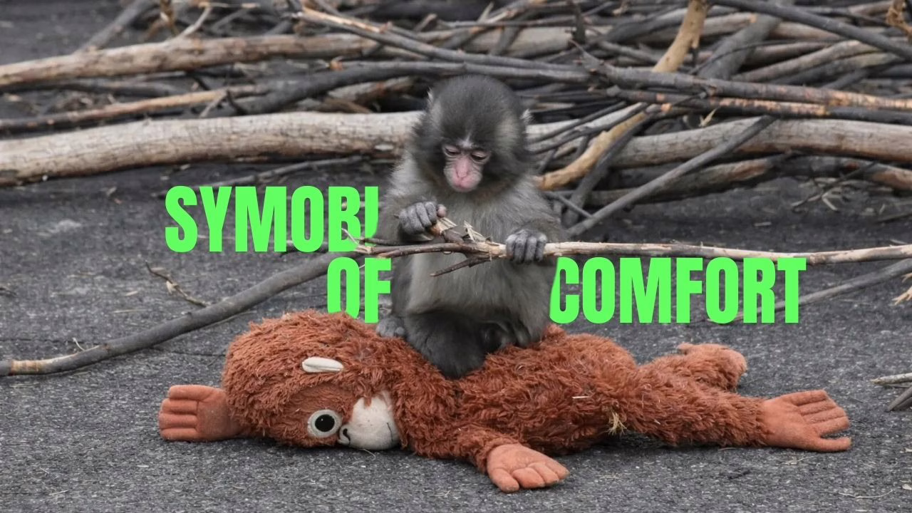 The Baby Monkey and the Plush Toy